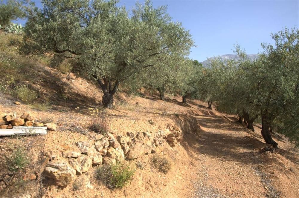 Terrain Rustique à Sedella · Sedella