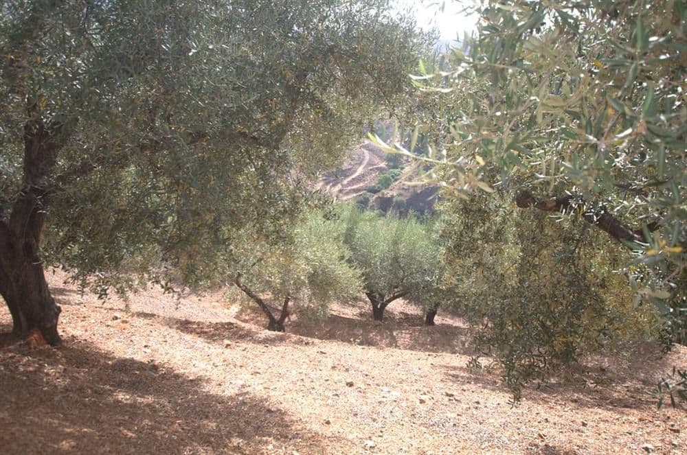 Photo 3 sur 12 — Terrain Rustique à Sedella · Sedella