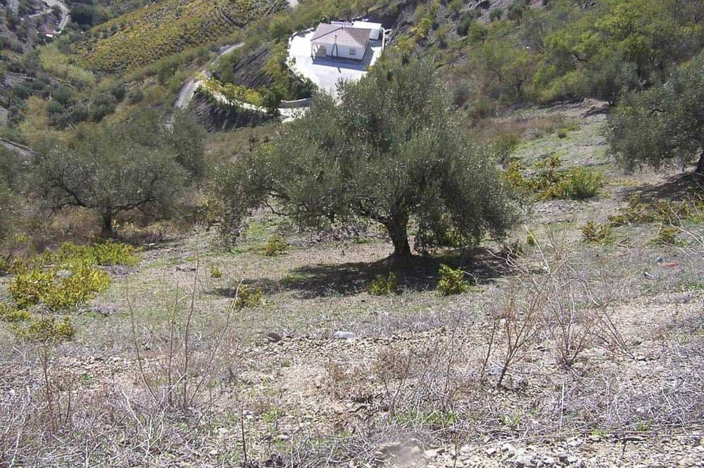 Terrain Rustique à Árchez · Árchez