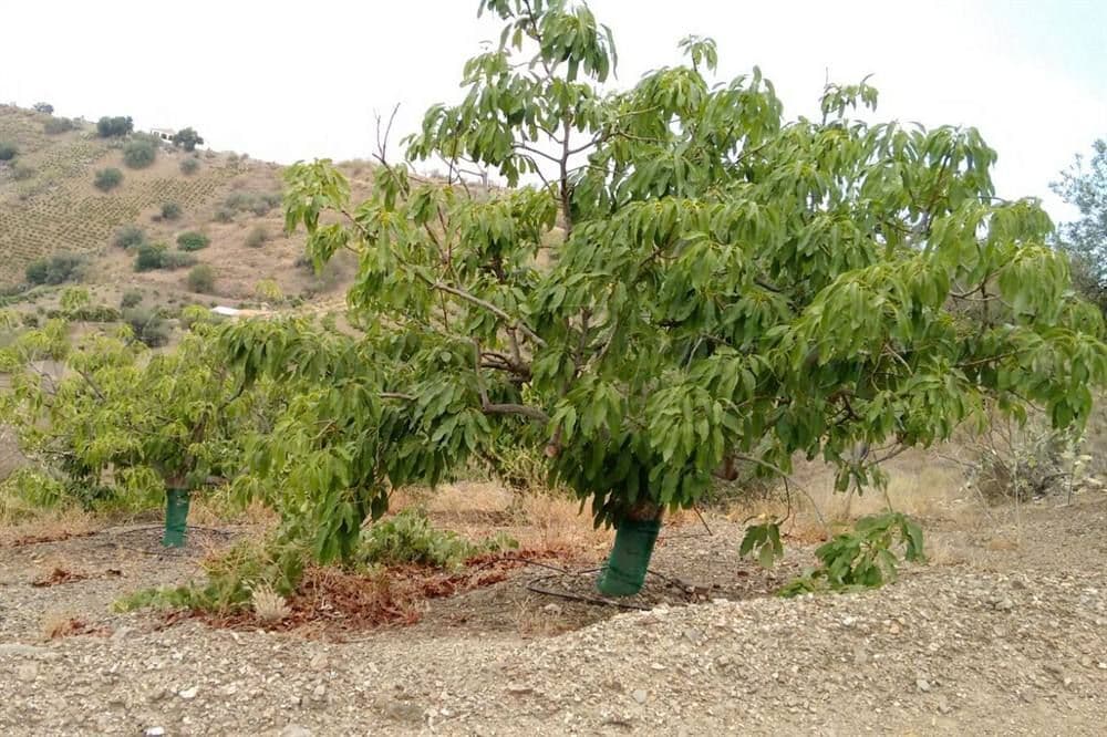 Photo 3 sur 15 — Maison de Campagne à Canillas de Aceituno · Canillas de Aceituno