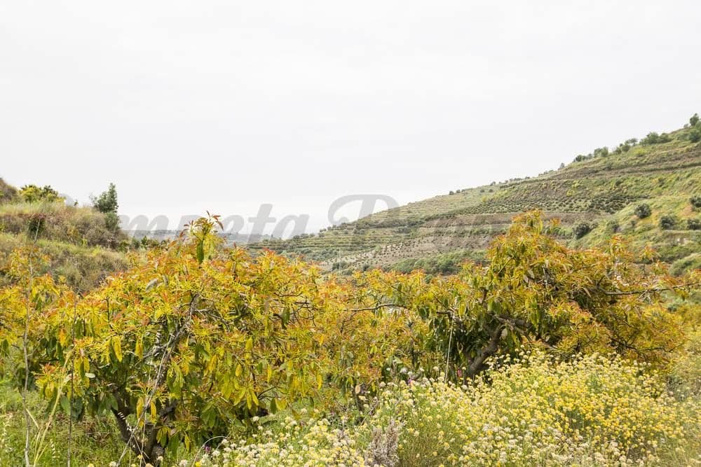 Photo 3 sur 7 — Terrain Rustique à Torrox · Torrox