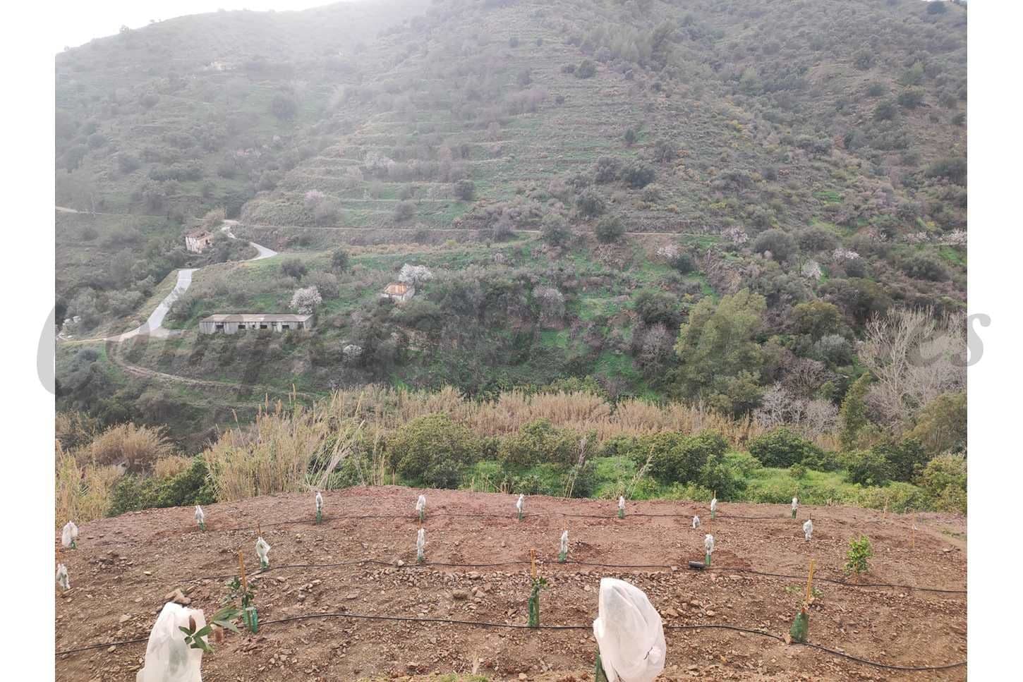 Terrain Rustique à Torrox · Torrox