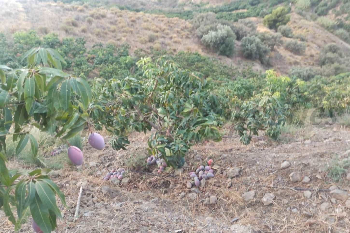 Terrain Rustique à Frigiliana · Frigiliana